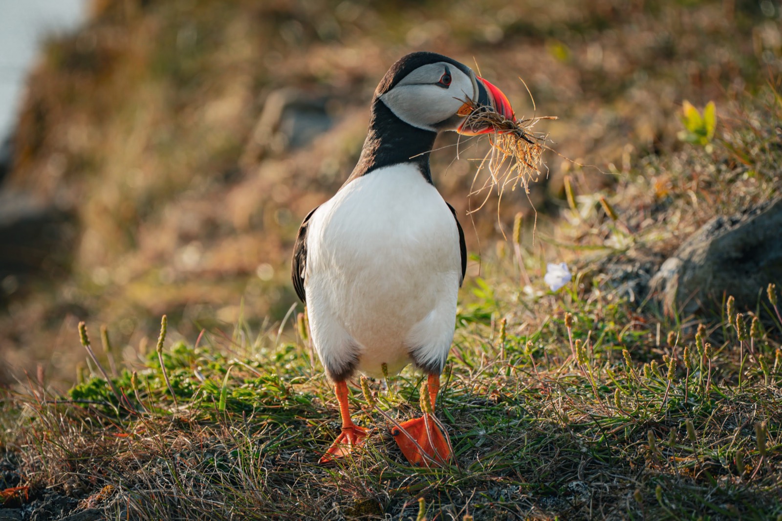 An Atlantic puffin carrying nesting grass